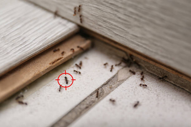 Best Exterminator Services  in Trail Creek, IN